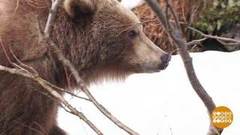 Камчатские мишки не спят. Доброе утро. Фрагмент