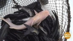 Африканский сом доплыл до Сургута. Доброе утро. Фрагмент