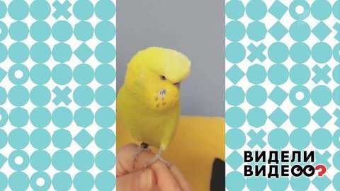 Видели видео?