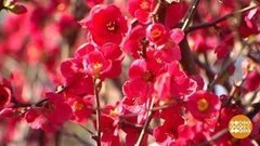 А Сочи уже цветет! Доброе утро. Фрагмент