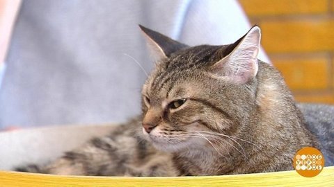 Кот – это звучит гордо! Доброе утро. Фрагмент