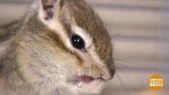 Просыпайтесь, зверушки! Доброе утро. Фрагмент