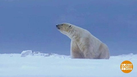 Здравствуй, дикая природа! Доброе утро. Фрагмент