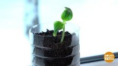 В чем прорастить семена? Доброе утро. Суббота. Фрагмент