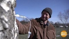 В лес, за березовым соком… Доброе утро. Суббота. Фрагмент