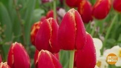 Пора влюбляться! Доброе утро. Фрагмент