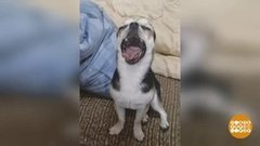 Зверье мое... Доброе утро. Фрагмент