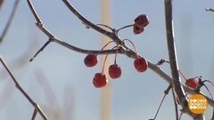 Деревья, на стрижку становись! Доброе утро. Фрагмент