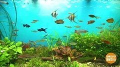 Каждой рыбке свой подход нужен… Доброе утро. Суббота. Фрагмент