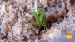 Проращиваем огурцы в опилках. Доброе утро. Суббота. Фрагмент