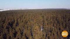 809 000 000 гектаров леса. Доброе утро. Суббота. Фрагмент