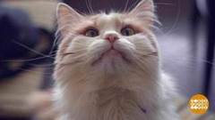 В кафе, в гости к котикам. Доброе утро. Фрагмент