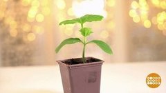 Огурцы в опилках. Что выросло? Доброе утро. Суббота. Фрагмент