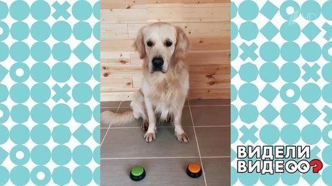 Говорящий ретривер. Видели видео? Фрагмент