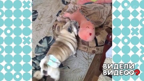 Мопс-завхоз и хозяйкины тапочки. Видели видео? Фрагмент