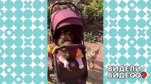Непослушная кошка и спящая девочка. Видели видео? Фрагмент