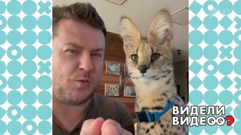 Сервал сделал селфи с хозяином. Видели видео? Фрагмент