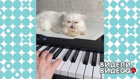 Разговорчивый котенок. Видели видео? Фрагмент