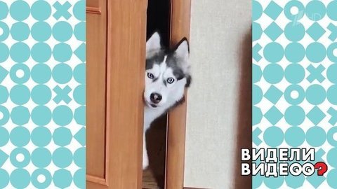 Настойчивая хаски. Видели видео? Фрагмент