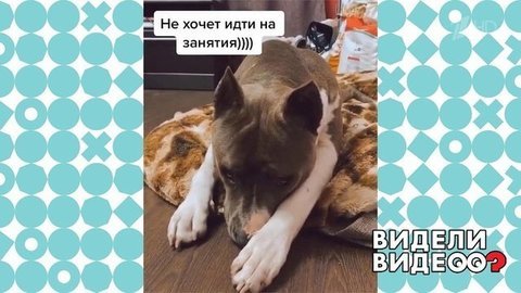 Стафф вот-вот заговорит. Видели видео? Фрагмент