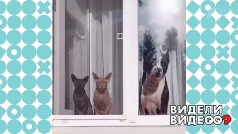 Картина в окне. Видели видео? Фрагмент