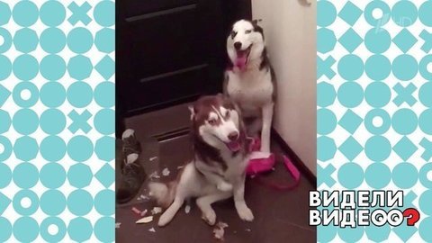 Два друга хаски. Видели видео? Фрагмент