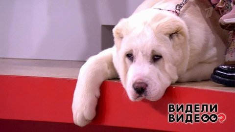 Видели видео? Анонс