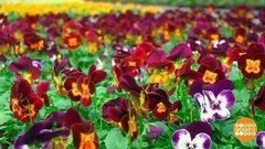 Семена или рассада? Доброе утро. Фрагмент