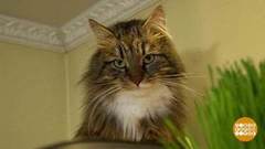 Невоспитанный кот. Доброе утро. Фрагмент