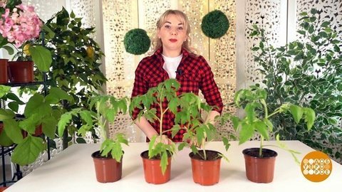 Правила идеальной рассады. Доброе утро. Фрагмент