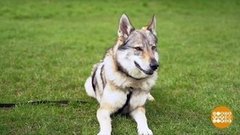 В мире. Помощь псам. Доброе утро. Фрагмент