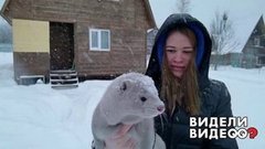 Норка измеряет глубину сугроба. Видели видео? Фрагмент