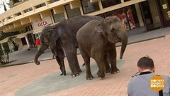 По улицам слона водили... даже двух! Доброе утро. Фрагмент