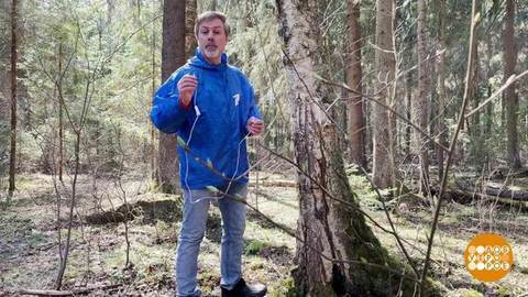 «Я в весеннем лесу пил березовый сок…». Доброе утро. Фрагмент