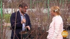 Выбираем саженцы. Доброе утро. Суббота. Фрагмент