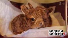 Спасительница зайцев. Видели видео? Фрагмент