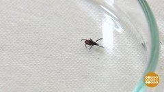 Чем отпугнуть клеща. Доброе утро. Фрагмент