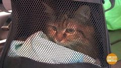 Мы везем с собой кота… И еще много чего! Доброе утро. Фрагмент