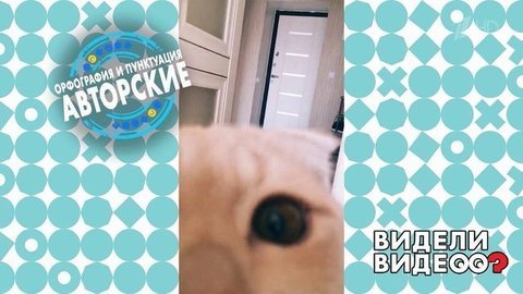 Кот-шпион. Видели видео? Фрагмент