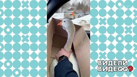 Второй день рождения гуся. Видели видео? Фрагмент