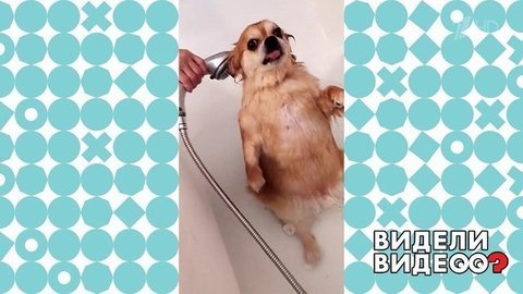 Чихуахуа, который любит принимать ванну. Видели видео? Фрагмент