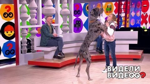 Хозяйственный кот, музыкальная чихуахуа, устроивший драку рыжеголовой каик. Видели видео? Часть 1