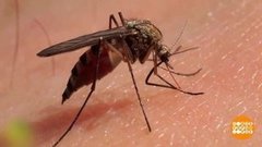 Комары и мошка. Как защититься? Доброе утро. Фрагмент