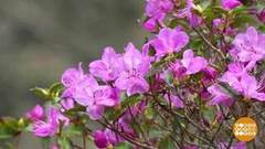 Маральник цветет! Доброе утро. Фрагмент