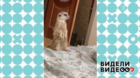 Видели видео? Анонс