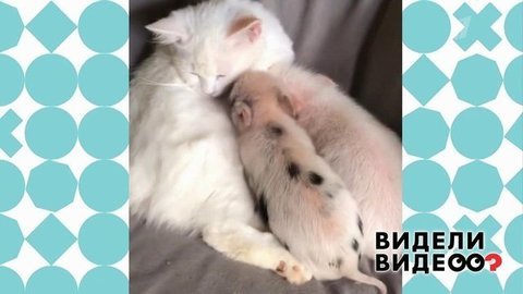 Видели видео? Анонс