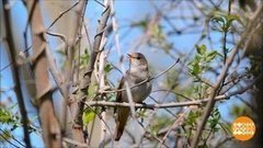 О чем поют соловьи? Доброе утро. Суббота. Фрагмент