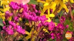 Целое море цветов! На даче. Доброе утро. Суббота. Фрагмент