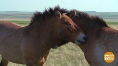 Эти звери будут жить. Доброе утро. Суббота. Фрагмент