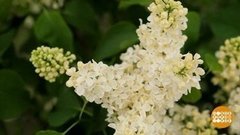 Сирень цветет! Доброе утро. Суббота. Фрагмент